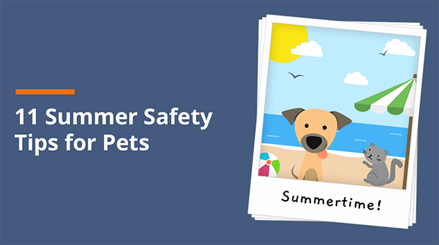 11 Summer Safety Tips for Pets